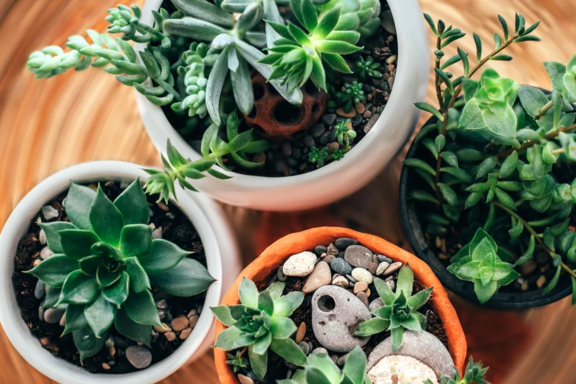 Vier Sukkulenten in Töpfen